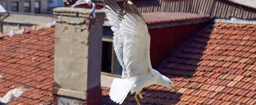 Residential Chimney Animal Removal Solution in Altamonte Springs, FL