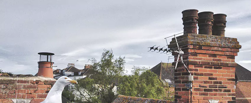 Chimney Cleaning And Restoration in Altamonte Springs, Florida